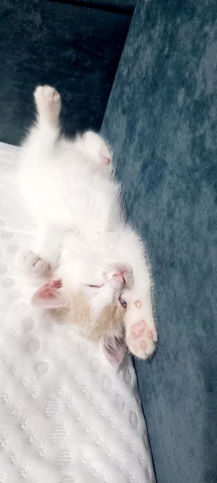 Котёнок девочка в добрые руки
