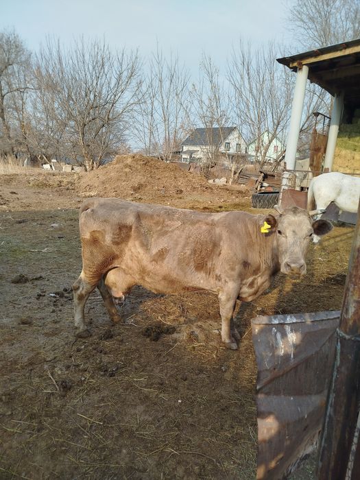 Сиыр сатылады. Жасы 9 да