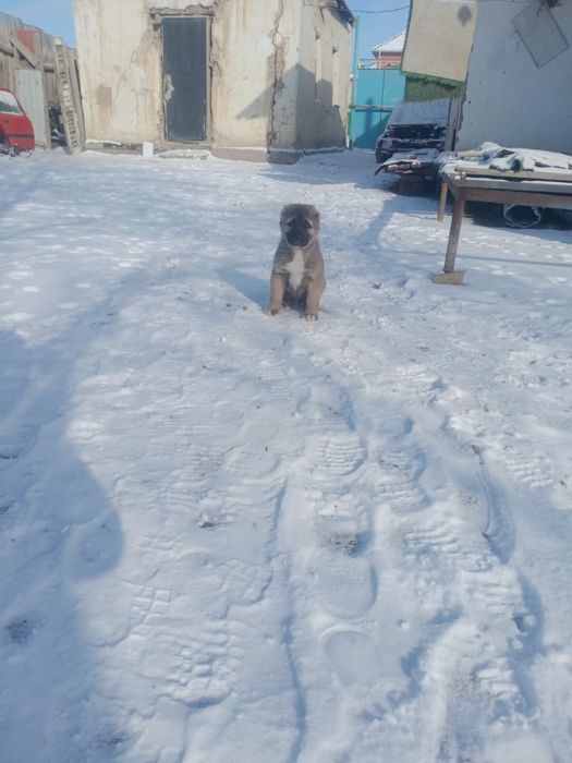 Алабай күшік Кангалдың қаны