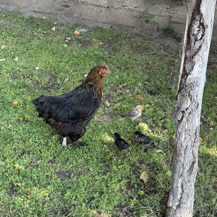 Продам квочку курицу
