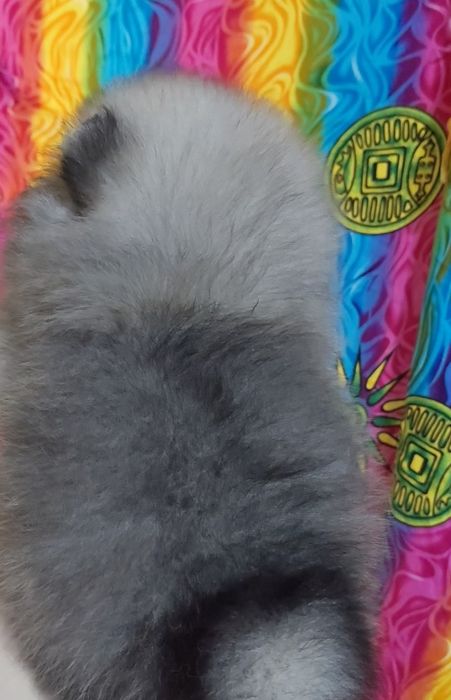 Маленькая пушистая девочка