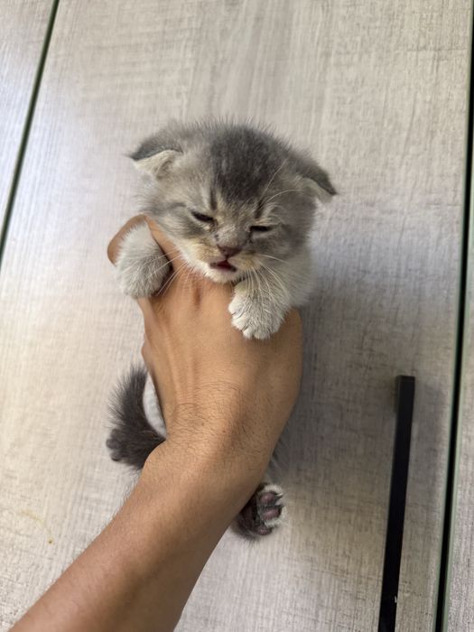Котенок фолд мальчик девочка есть