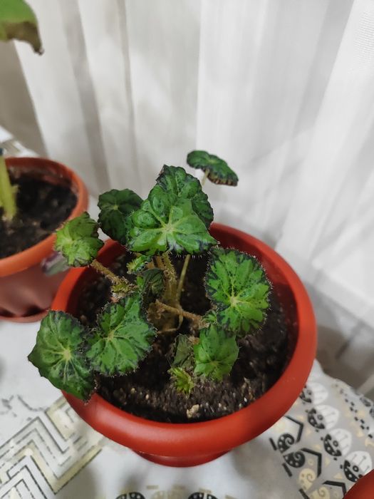 Продам Комнатные цветы