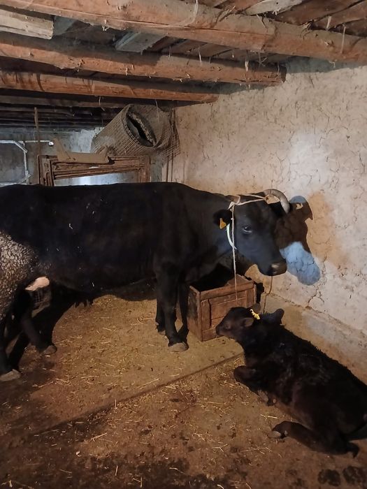 Бузаулы сиыр сатылады