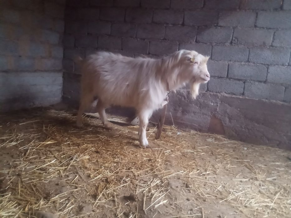 Теке сатылады срочна