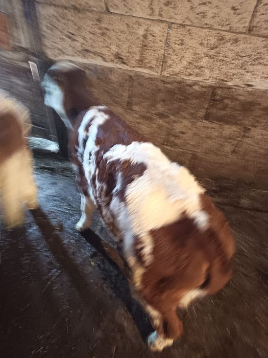 Vițele bălțată romanescă