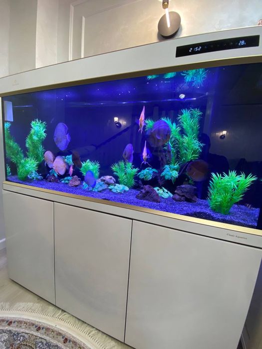 Akvarium zakasga yasimiza Sifat