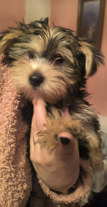 Йоркширски териер