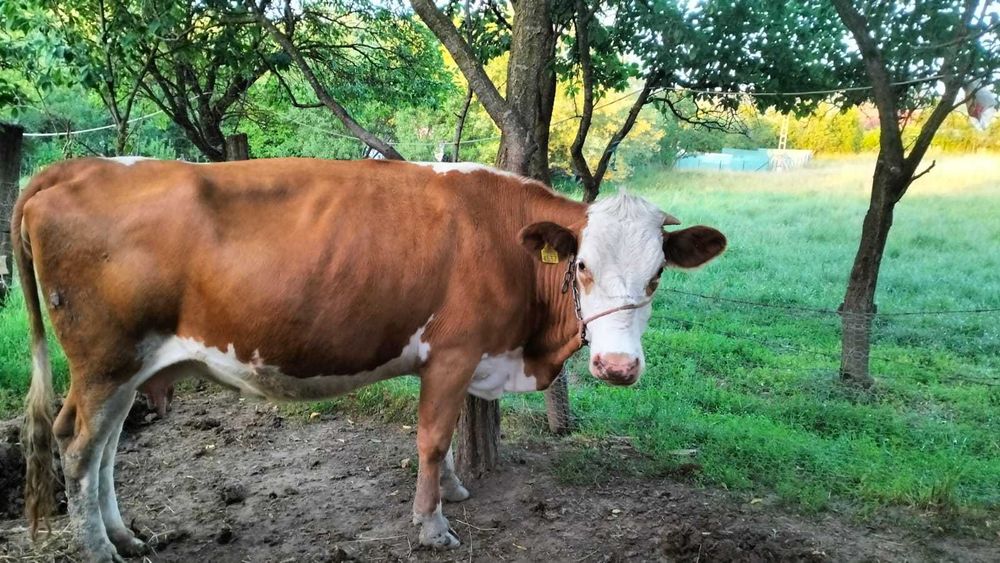 Vacă de vânzare Chiheru de Sus