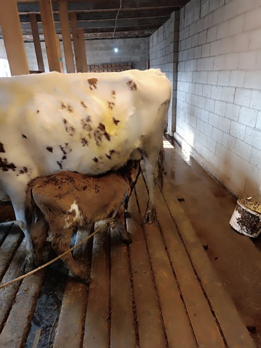 бұзаулы сиыр/корова с теленком