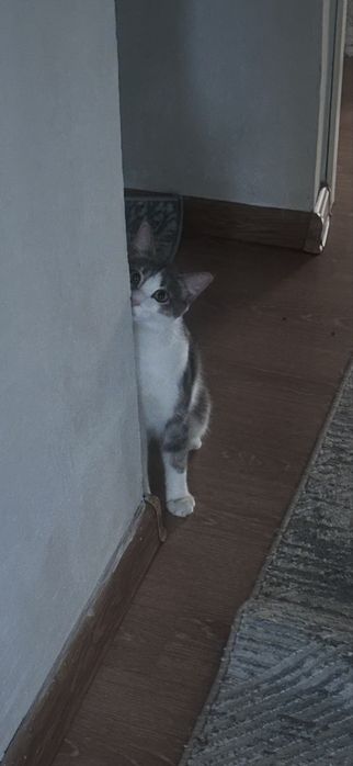 Отдам в хорошие руки