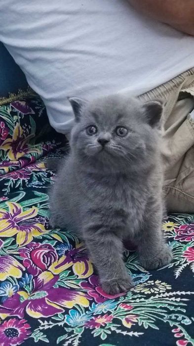 Продам котята пароди скоттиш фолд