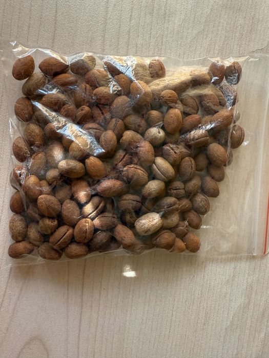 Продавам семена за палми