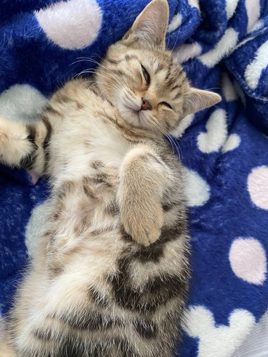 котенок скоттиш страйт