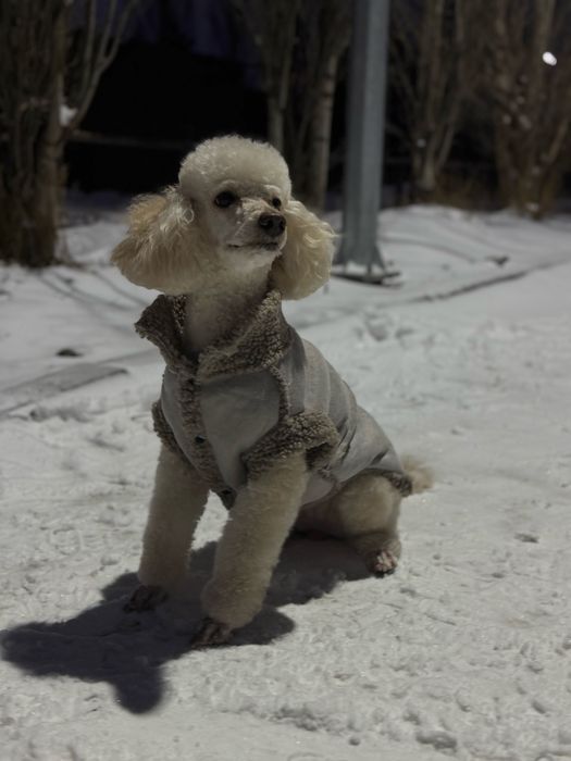 Продам малого пуделя