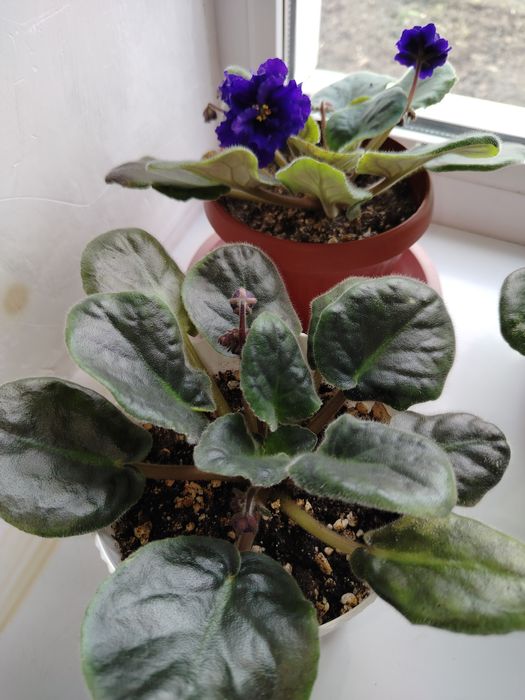 Продам Фиалку  сортовую