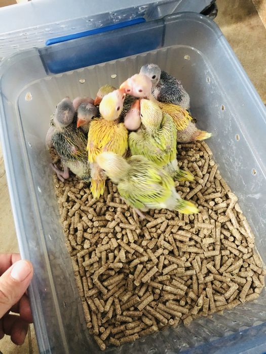 Papagali vorbitori pui blanzi Micul Alexandru Alexander