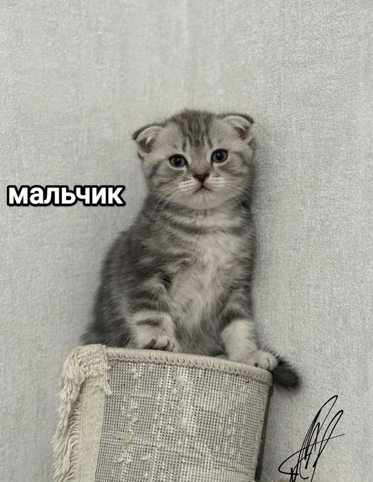 Шотландские Вислоухие мальчики