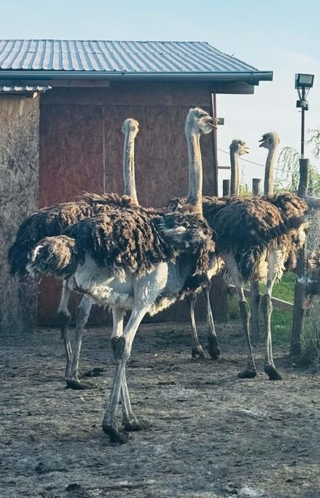 Struți, pui de struț african de vanzare-diferite varste