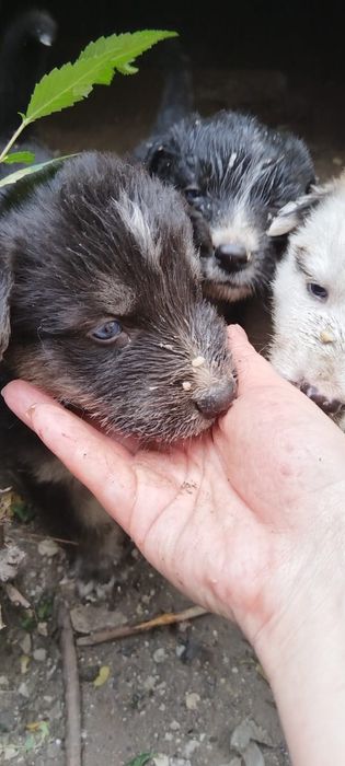 Щенки полухаски/полулайки бесплатно .