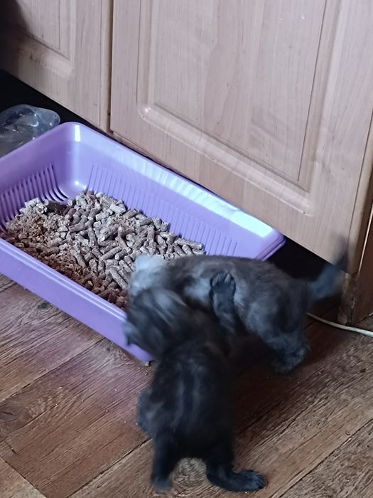 Продам котят Скоттиш Страйт