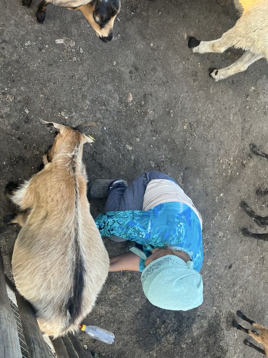 Ешкі сатамыз лағымен
