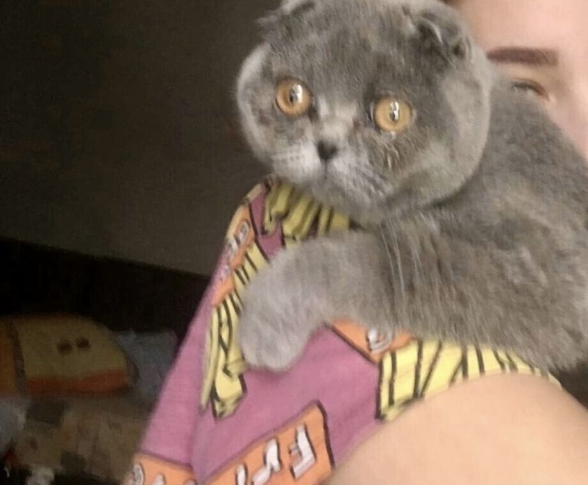 детский садик для животных