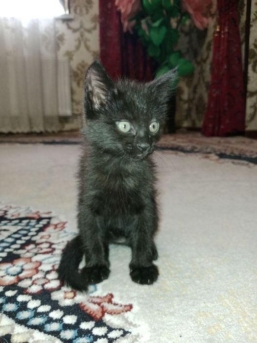 Отдадим котят в добрые руки