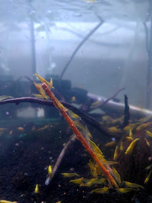 Храна за скариди