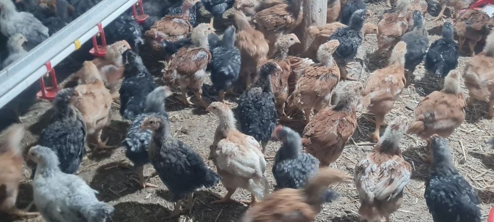 Pui alb-Pui Rasa Mixta-Rațe