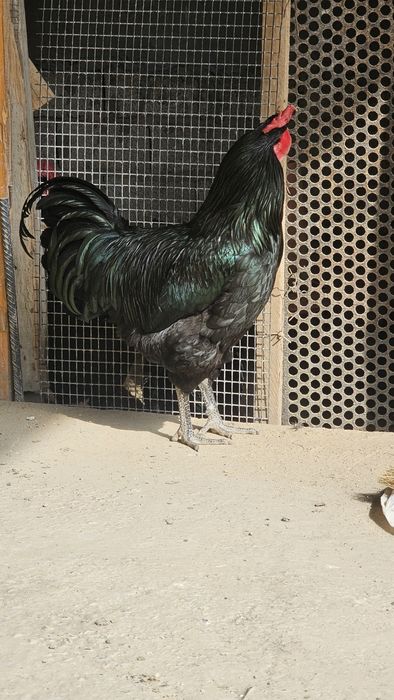 Qora shahzoda xoʻroz sotkladi