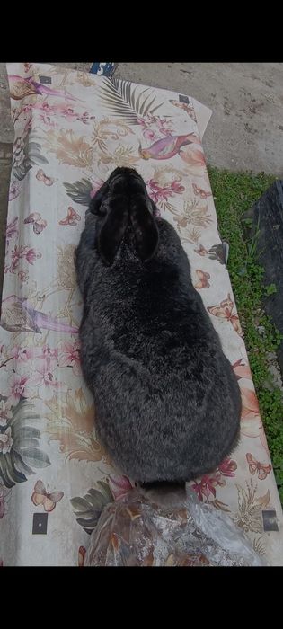 Femelă gestantă uriaș gri fier