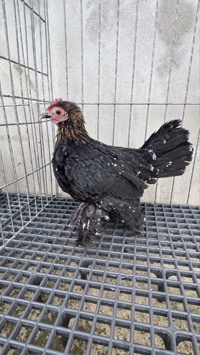 Mii de flori negru cu gat argintiu si auriu