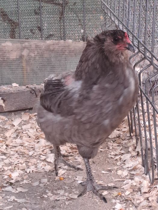 Vimd pui de rasă Boldesti-Scaeni • OLX.ro