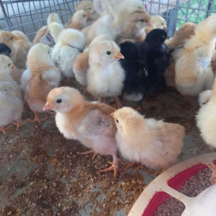 Pui de casă de o săptămână!