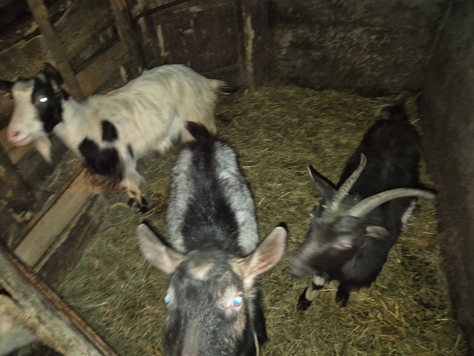 Vand Capre tinere Sunati