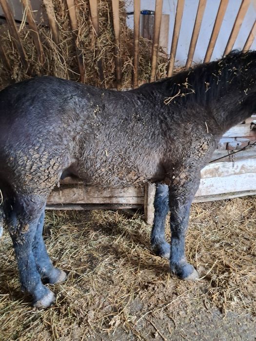 Manz 7 luni din cai grei.