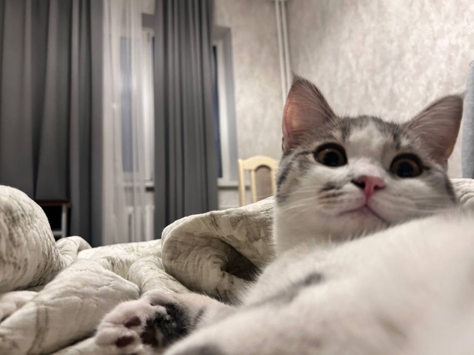 Продается Кот мальчик