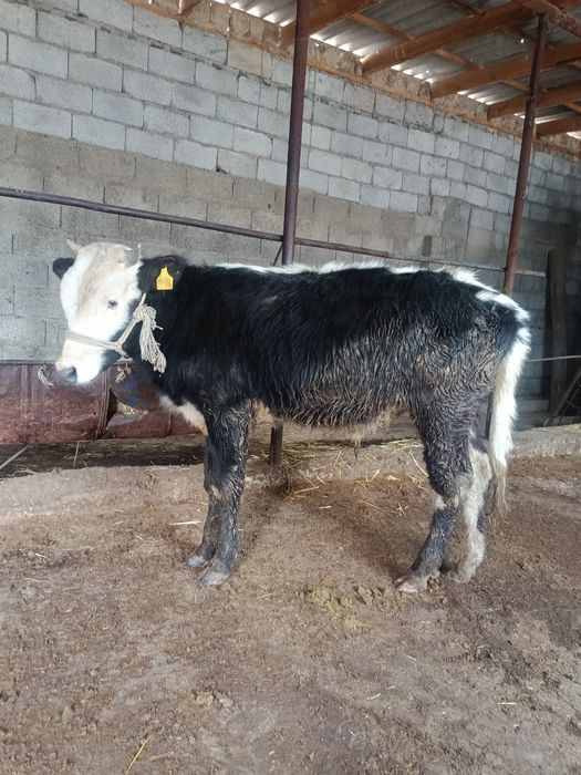 Еркек тана сатылады