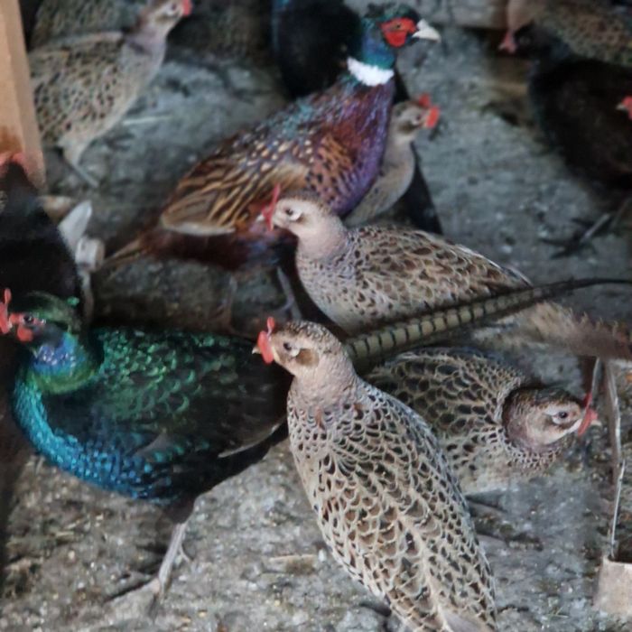 Fazani tenebros,comuni și ornament