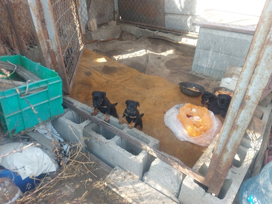 Алиментные Щенки  Ягдтерьер