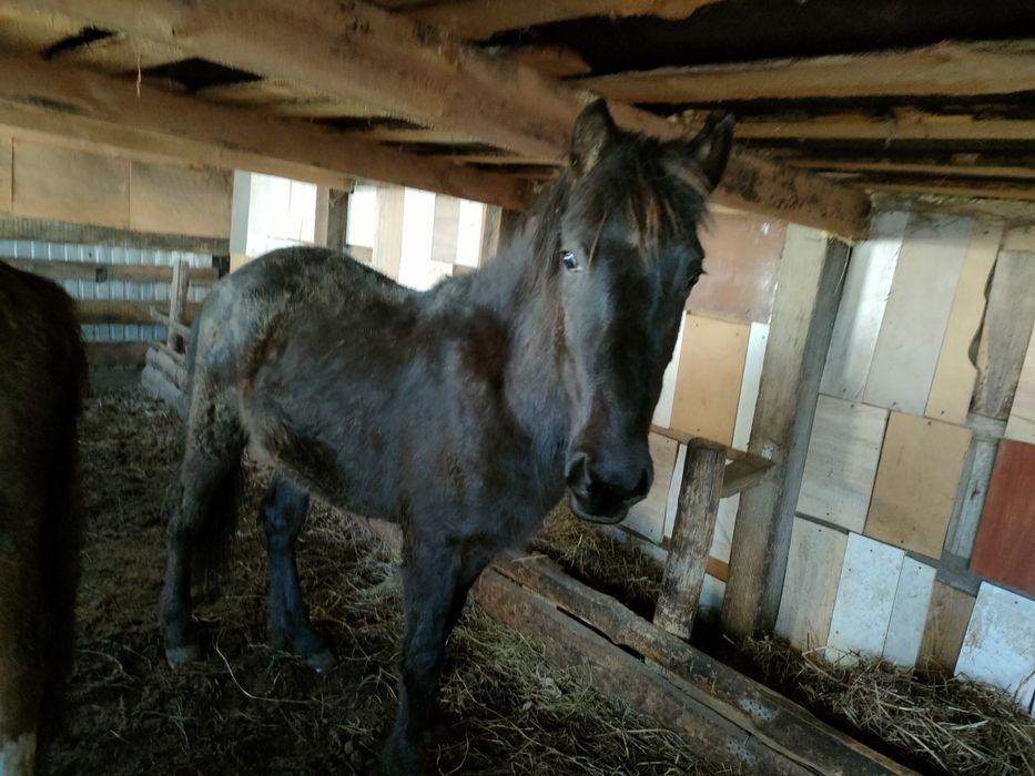 Продам молодых лошадей одна девочка один мальчик