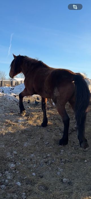 жеребец табунный