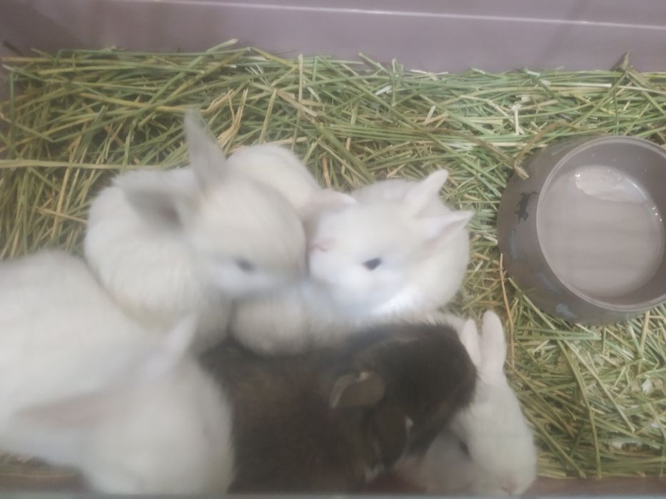 Кролики декоративные