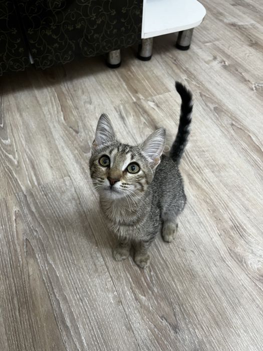 Кошечка чистенкая