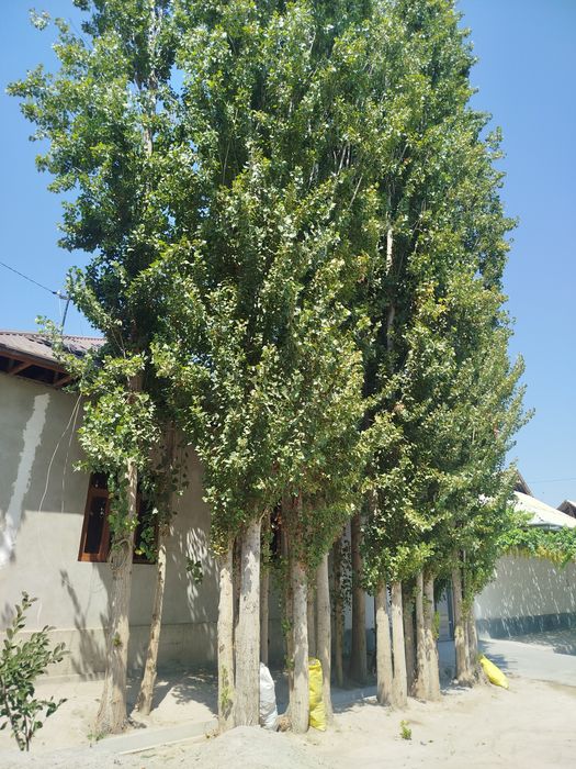 Terak 15 tup ortiqroq