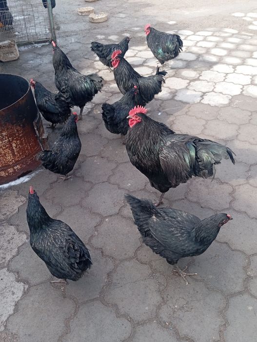 Черные куры продам