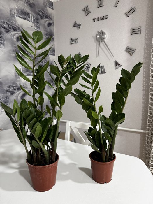 Замиокулькас продам