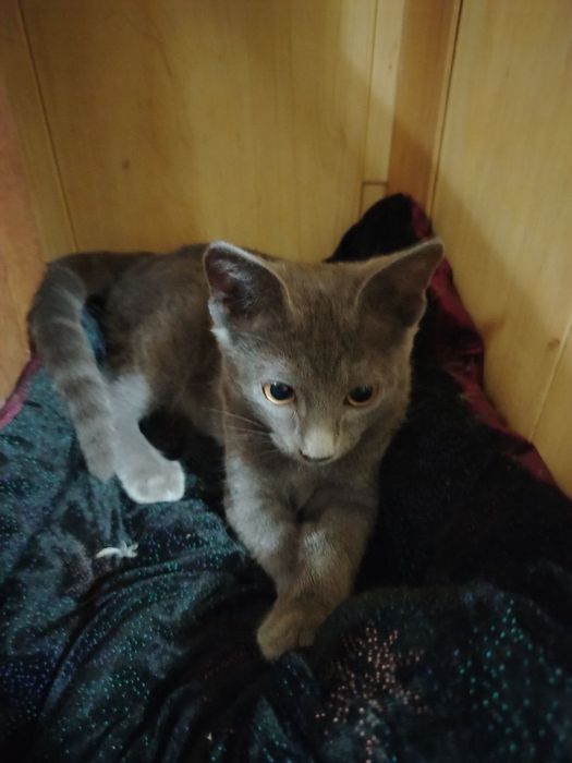 Russian blue mushugi