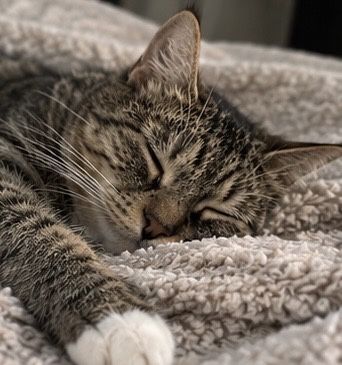 Кошка добрые руки